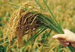 今年种粮补贴政策“三变化四稳定”